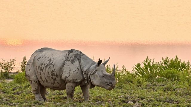 AFP__20250304__36ZB224__v1__MidRes__IndiaNatureAnimal.jpg