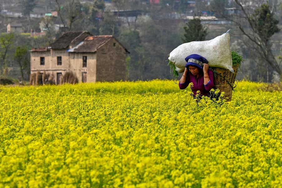 AFP__20250308__36ZJ6AW__v1__MidRes__NepalLifestyleAgriculture.jpg