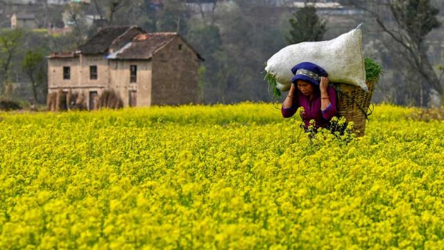 AFP__20250308__36ZJ6AW__v1__MidRes__NepalLifestyleAgriculture.jpg