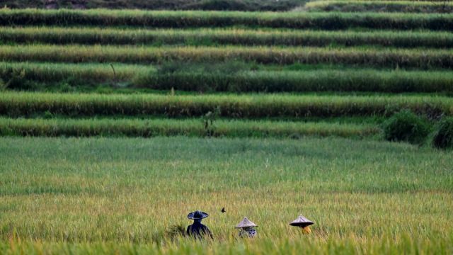 AFP__20250315__372G2RC__v1__MidRes__IndonesiaAgriculture.jpg