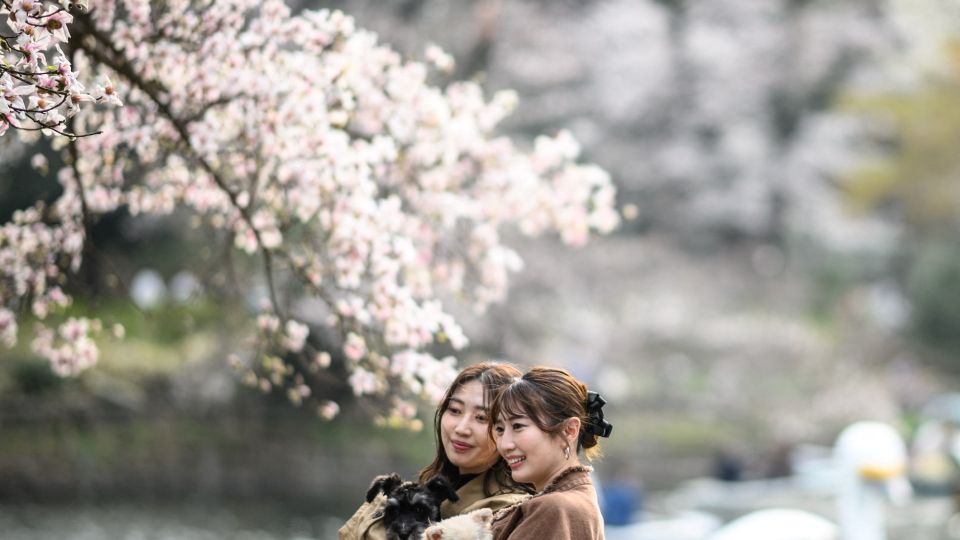 AFP__20250327__38372ZQ__v1__MidRes__JapanWeatherCherryBlossoms.jpg