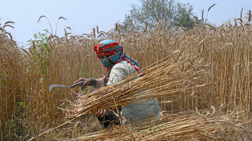 AFP__20250415__42D42W4__v1__Preview__PakistanEconomyAgriculture.jpg