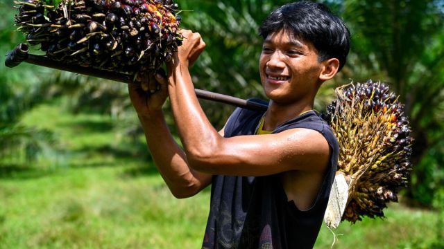 AFP__20250531__48PQ6D4__v1__MidRes__IndonesiaEconomyPalmOil.jpg