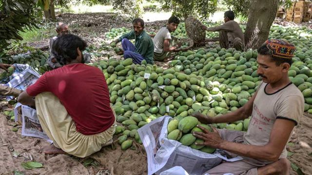 AFP__20250531__48Q87G4__v1__MidRes__PakistanEconomyAgricultureMango.jpg