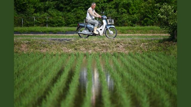 AFP__20250606__49FK9CR__v2__Preview__TopshotJapanEconomyInflationRice-1.jpg