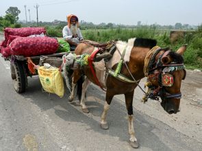 India keen to strike trade deal with US but wary about crossing red lines on agriculture, dairy