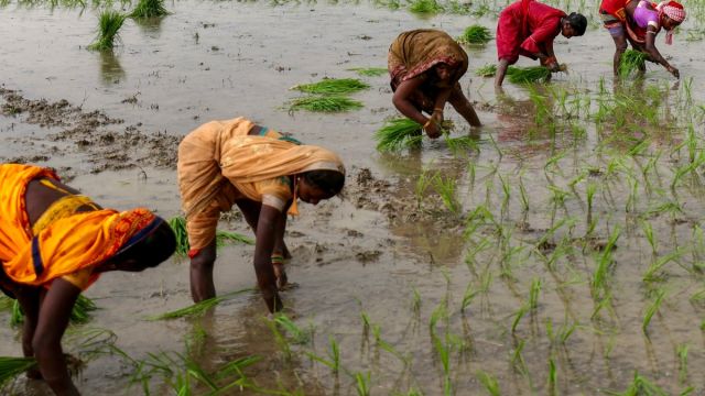 AFP__20250712__66LD4KK__v1__MidRes__IndiaEconomyAgriculture.jpg