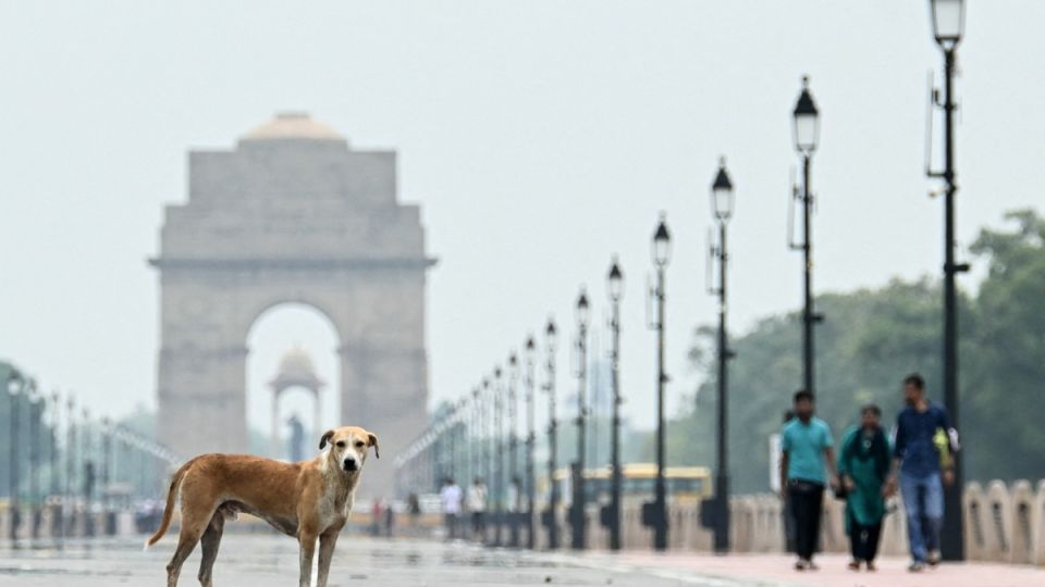 AFP__20250812__69BG74R__v1__MidRes__IndiaCourtDog.jpg