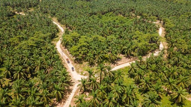 AFP__20250923__76FY8YW__v1__MidRes__IndonesiaEconomyPalmOil.jpg