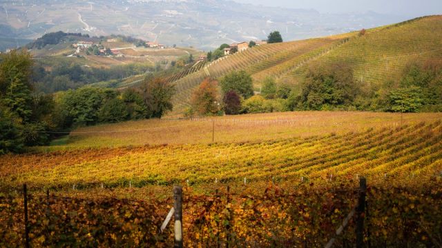 AFP__20251016__78ZW9UG__v2__MidRes__ItalyWineAgricultureLanghe.jpg