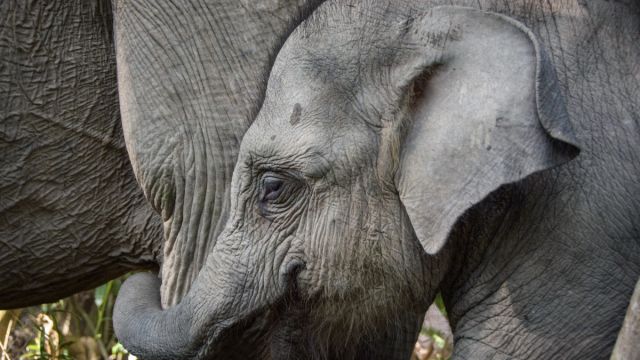 AFP__20251111__83MU2NR__v1__MidRes__IndonesiaEnvironmentWildlife.jpg
