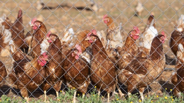 AFP__20251113__83XG2Z3__v1__MidRes__SpainHealthVirusAnimalBirdFlu.jpg