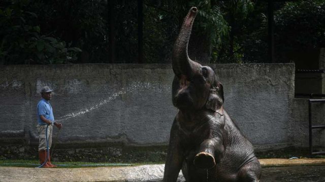 AFP__20251117__849T3LH__v3__MidRes__IndonesiaAnimalZoo.jpg