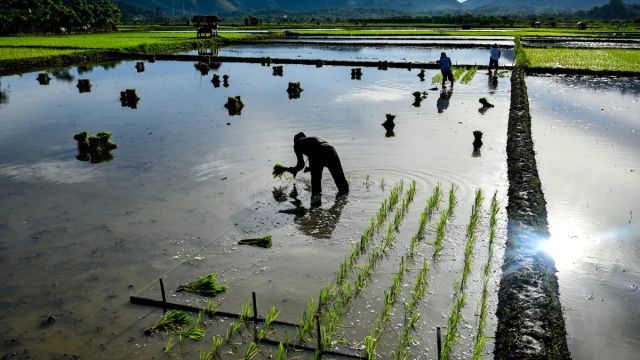 AFP__20251120__84KD9UU__v1__MidRes__IndonesiaAgriculture.jpg
