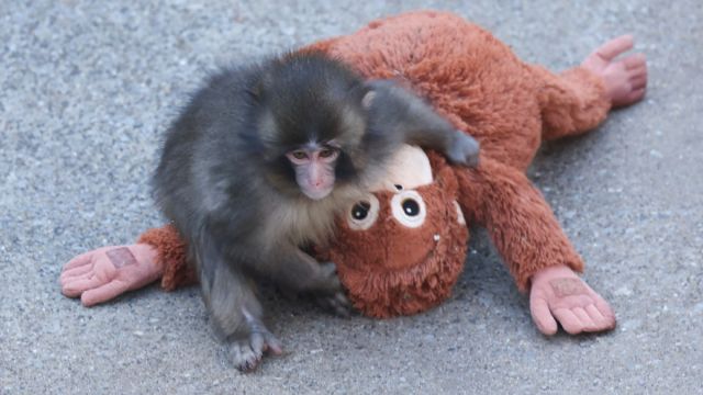 AFP__20260220__98BH6QN__v2__MidRes__TopshotJapanAnimal.jpg