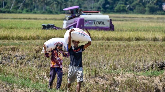 AFP__20260311__A2R88W7__v1__MidRes__IndonesiaAgriculture.jpg