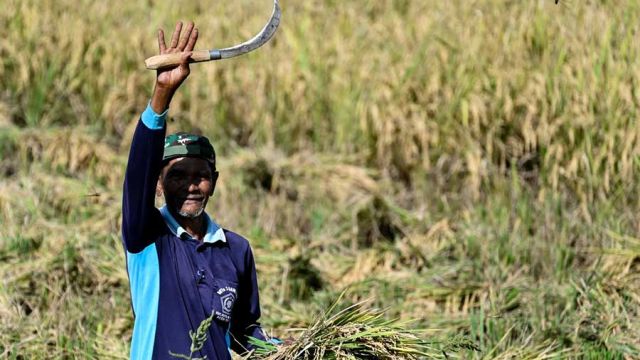 AFP__20260402__A6HX3F2__v1__MidRes__IndonesiaAgriculture.jpg