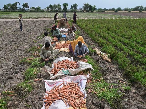 Hot weather hurts Asian crops as powerful El Niño takes shape