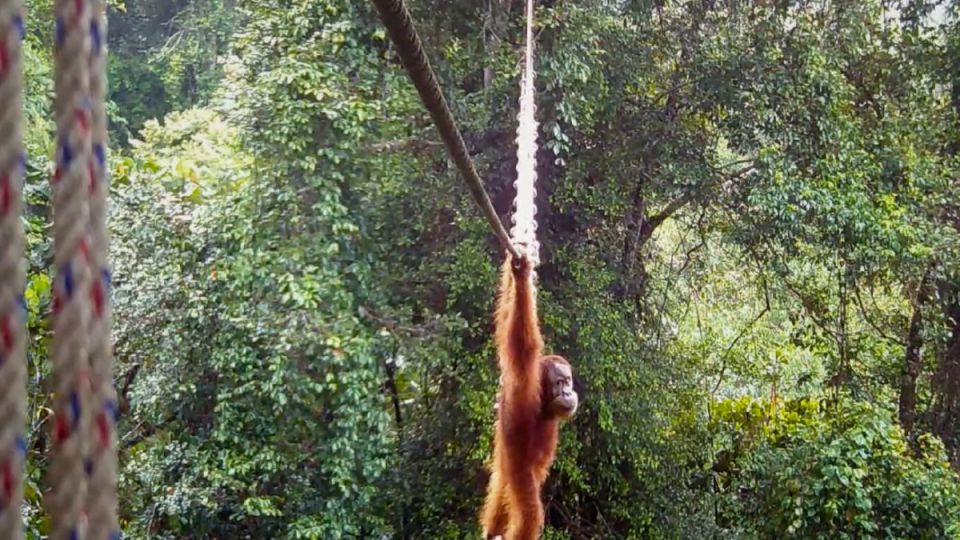 AFP__20260427__A8ZM9ZU__v4__MidRes__TopshotIndonesiaEnvironmentConservationAnimalOra.jpg