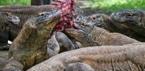 Dragon diplomacy: Indonesia lends Komodo lizard pair to Japan zoo