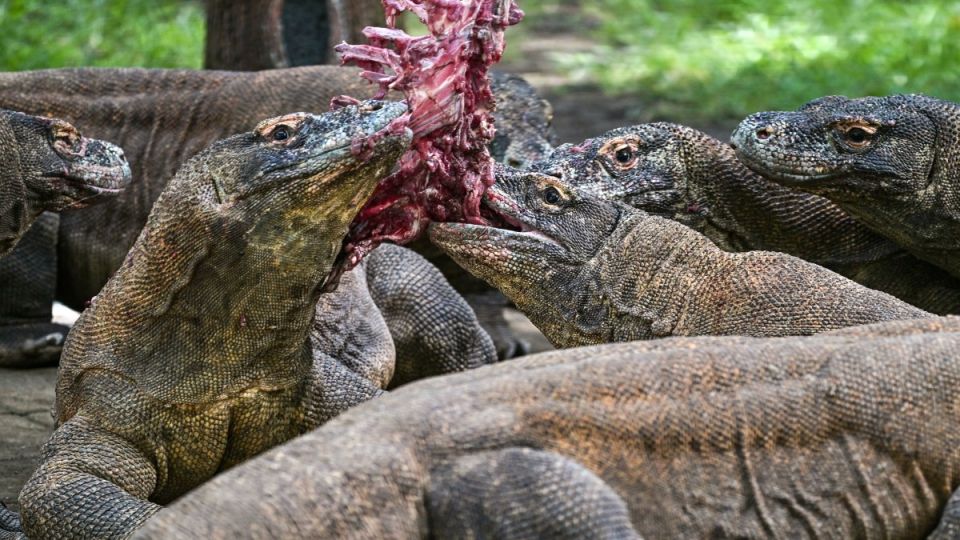 AFP__20260429__A9BF2M6__v1__MidRes__IndonesiaJapanAnimalConservationKomodoDragon.jpg