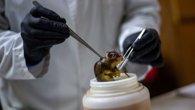 AFP__20260513__B2RF6C2__v1__MidRes__ArgentinaHealthHantavirusIllness.jpg