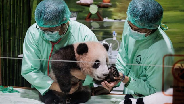 AFP__20260515__B2WW84E__v1__MidRes__IndonesiaAnimalPanda.jpg