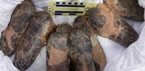 Smuggled dinosaur fossils return to Mongolia after two decades
