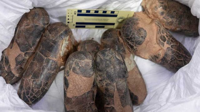 AFP__20260611__B6QB9TQ__v1__MidRes__MongoliaPalaentologyDinosaurFossilFrance.jpg