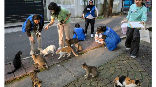 AFP__20260617__B4KP4DH__v1__MidRes__IndonesiaAnimalCats.jpg