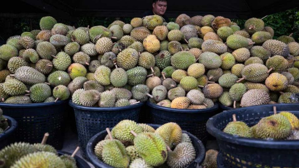 AFP__20260624__B8622N3__v1__MidRes__MalaysiaEconomyDurian.jpg