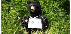 Bear breaks into house 4 times in a week in Japanese town, eats cat food and snacks