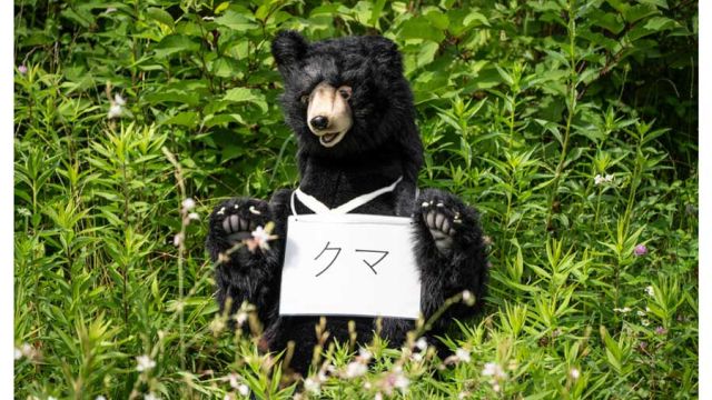 AFP__20260703__B97969E__v1__MidRes__JapanAnimalBear.jpg