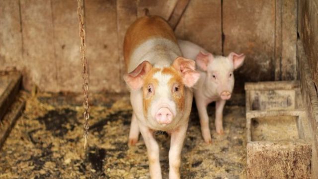 African-swine-flu-1.jpeg
