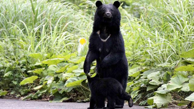 Bears.jpg