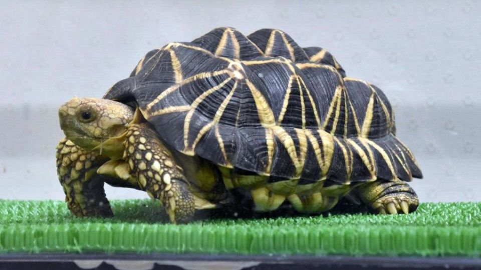 Burmese-star-tortoises.jpg