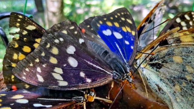 Butterfly-found-with-both-male-female-characteristics-1.png