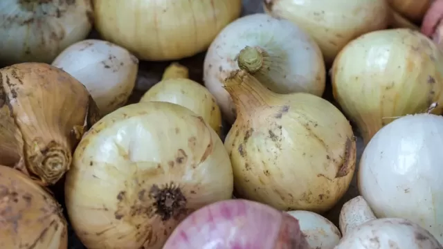 Canva-Fresh-Onion-Close-up-1024x1536-1.webp