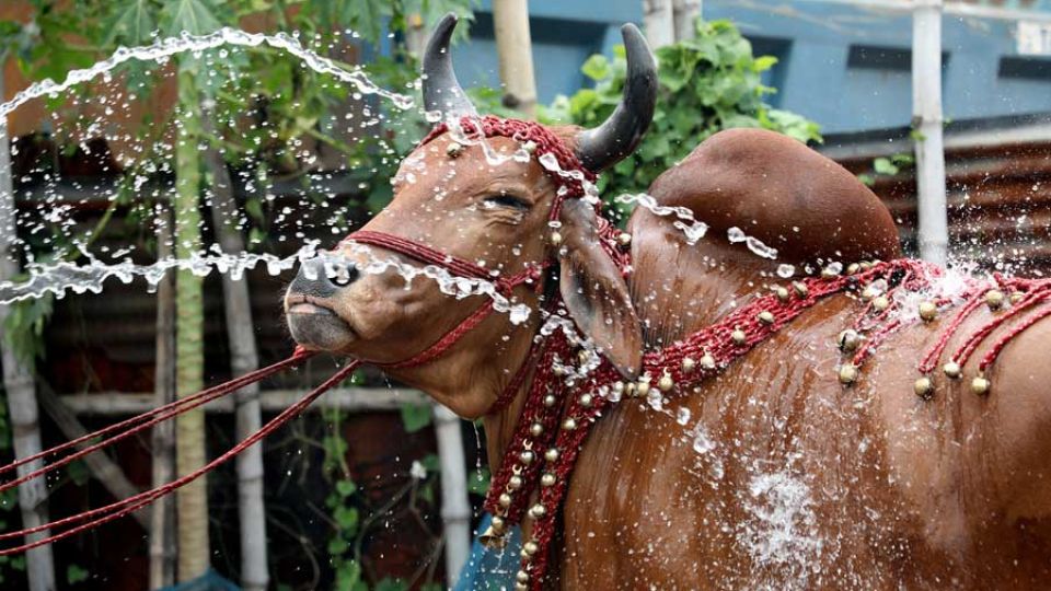 Cattle-market-gabtali_palash-khan_7611_0.jpg