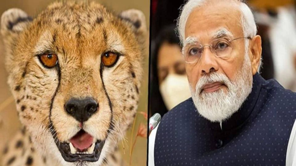Cheetahs-from-Namibia-hog-limelight-on-PM-Modis-Bday-1.jpeg