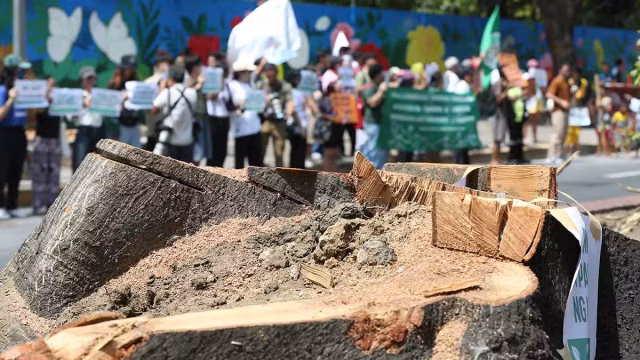 Cutting-of-trees-2June2026.jpg.avif