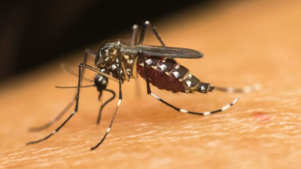 Dengue-mosquito-stock-07192022-768x512-1.jpg