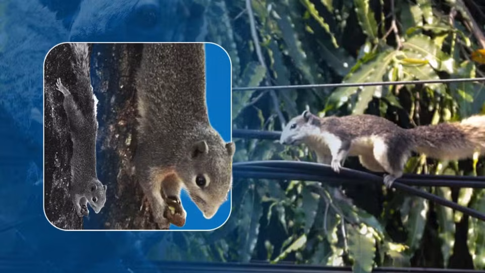 FINLAYSONS-SQUIRREL-composite-image-from-INQUIRER-FILE-AND-DENR-.jpeg.avif