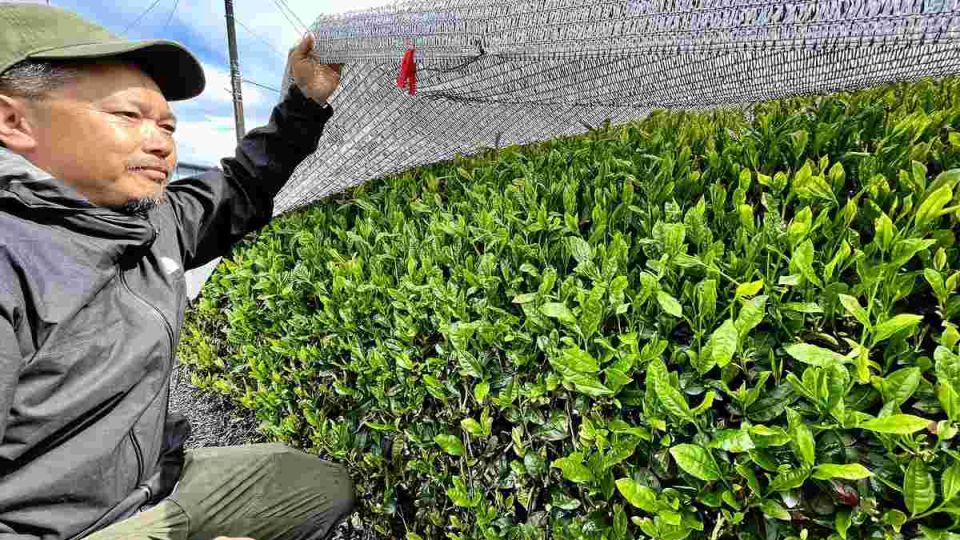 Green-tea-1.jpg