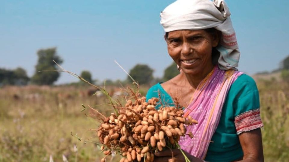 Groundnut-cultivation_1-1.jpeg