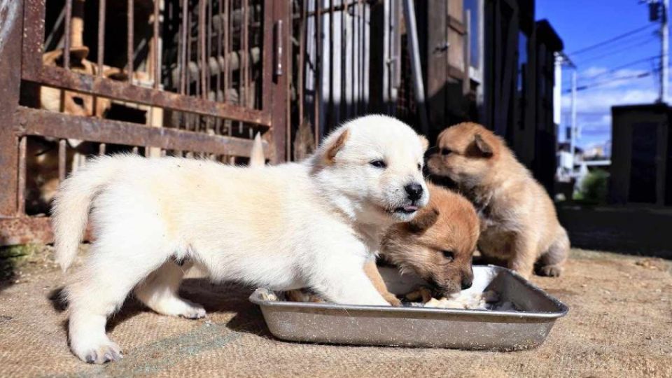 Rare Hokkaido puppies immediately adopted by dog lovers - Asia News ...