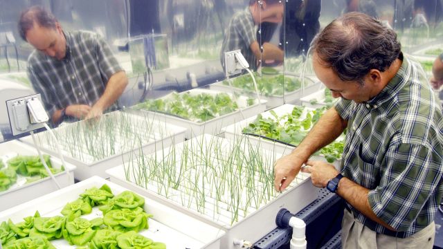 Hydroponic_onions_NASA_-_17_June_2004-2048x1362-1.jpg