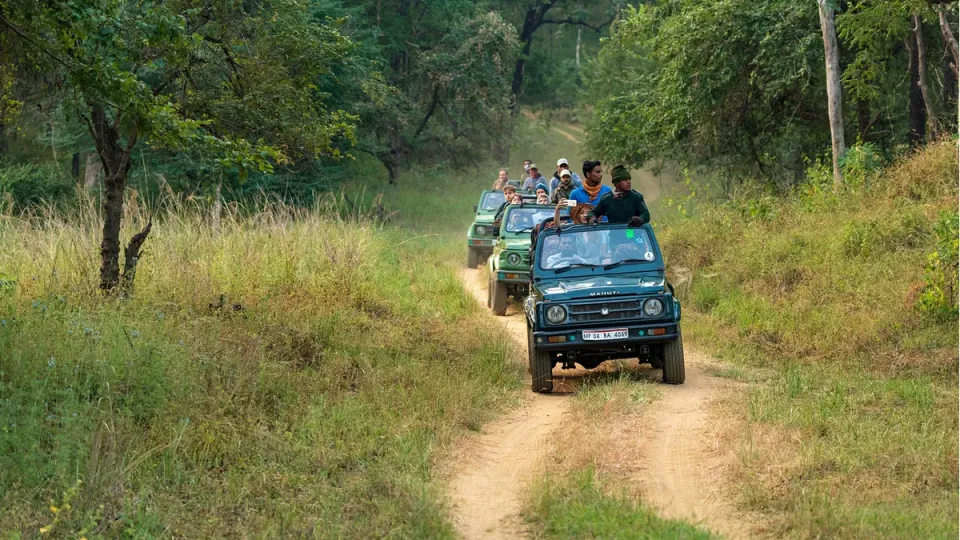 Jungle-Safari-1-1-1-jpg.webp