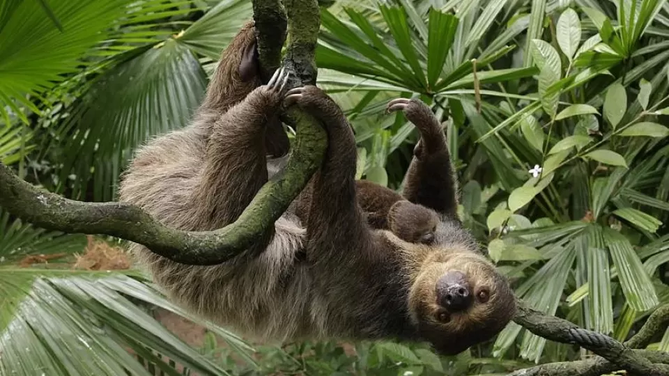 Linne27s20Two-toed20Sloth2028to20be20replaced29.webp