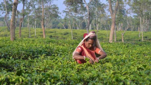 OP2_Tea_workers_day-1.jpg